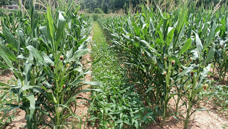 麦积区今年在玉米大豆复种上打造化肥深施增锌减肥示范带