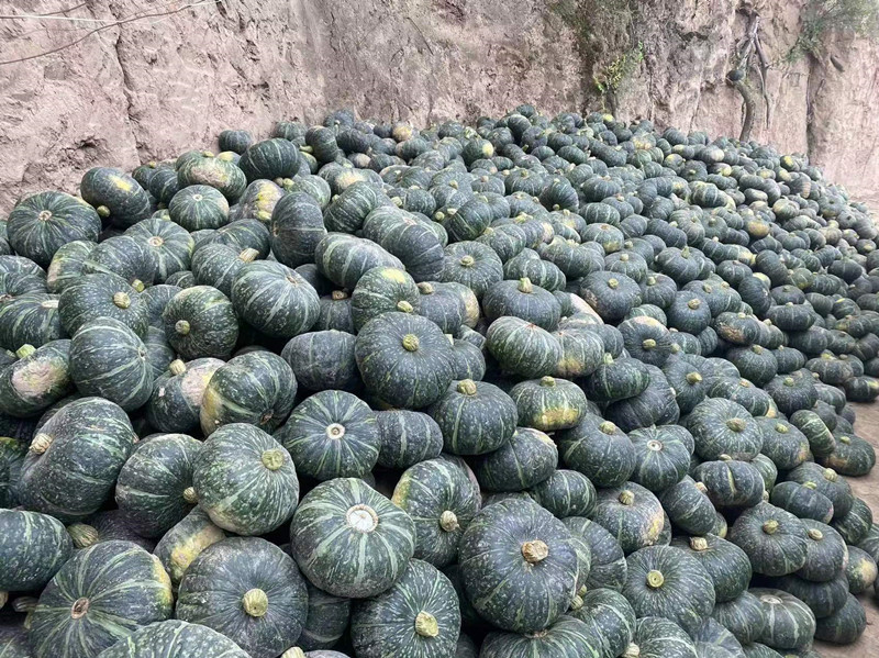 静宁县4万亩套种南瓜喜获丰收