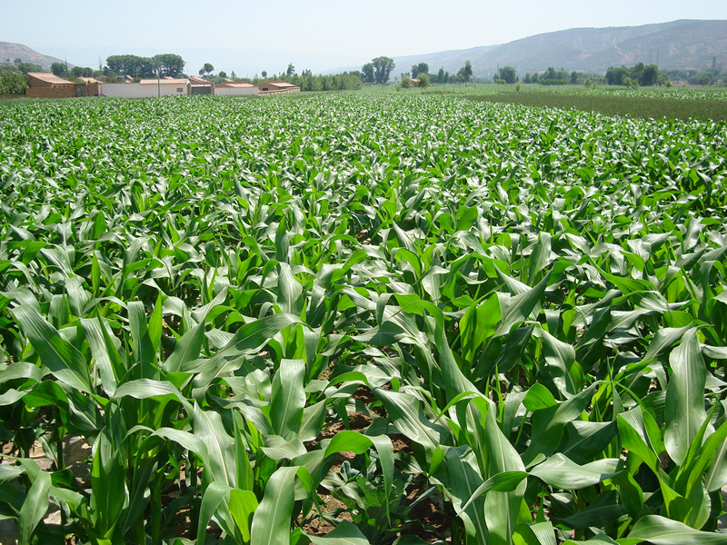 绿色种养循环农业让种养大县广河畜禽粪污综合利用率提高到90%以上