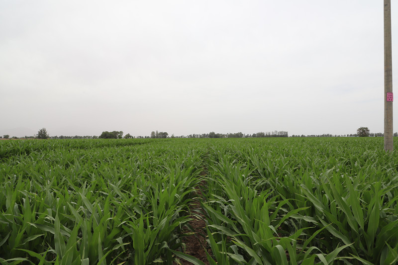 甘州区打造高标准制种玉米农业科技示范基地