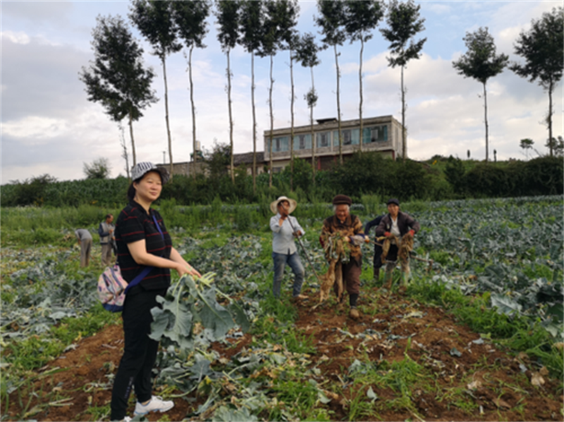 酒泉市肃州区：科学处理利用尾菜 变废为肥