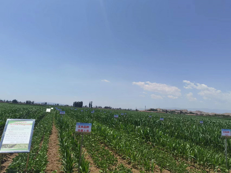 景泰县推广绿色高质高效技术实现大豆玉米复合种植均衡稳产增量