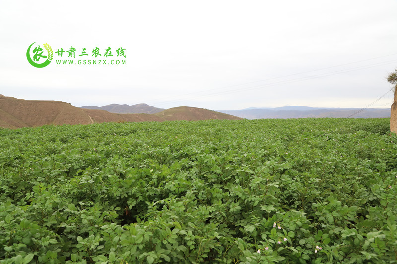 安定区加强组织管理与技术保障措施​确保项目顺利实施