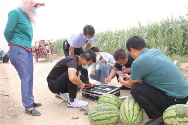 靖远县：西瓜病害防治—瓜类细菌性果斑病