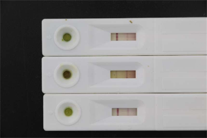 靖远县：西瓜病害防治—瓜类细菌性果斑病