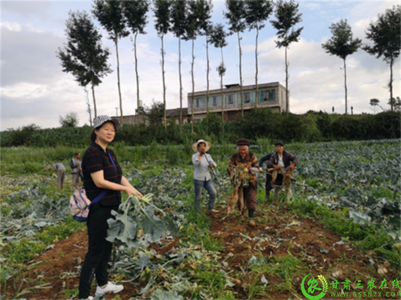 酒泉市肃州区：科学处理利用尾菜 变废为肥