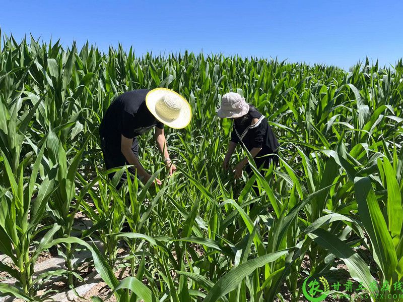 崆峒区强化织管理与宣传引导确保项目顺利实施