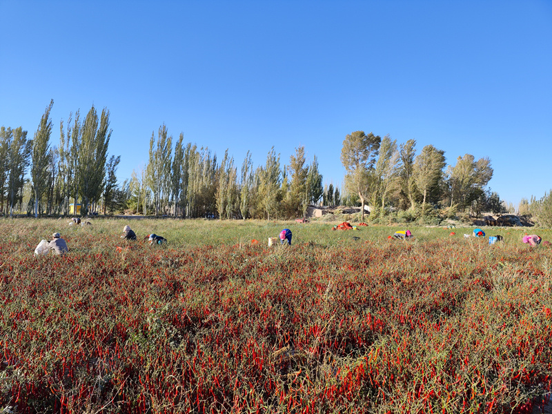 务工人员正在种植基地忙着采摘辣椒.jpg