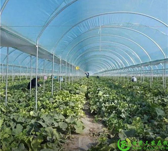 瓜州县瓜州镇高新蜜瓜产业园区联栋钢架大棚内蜜瓜.jpg