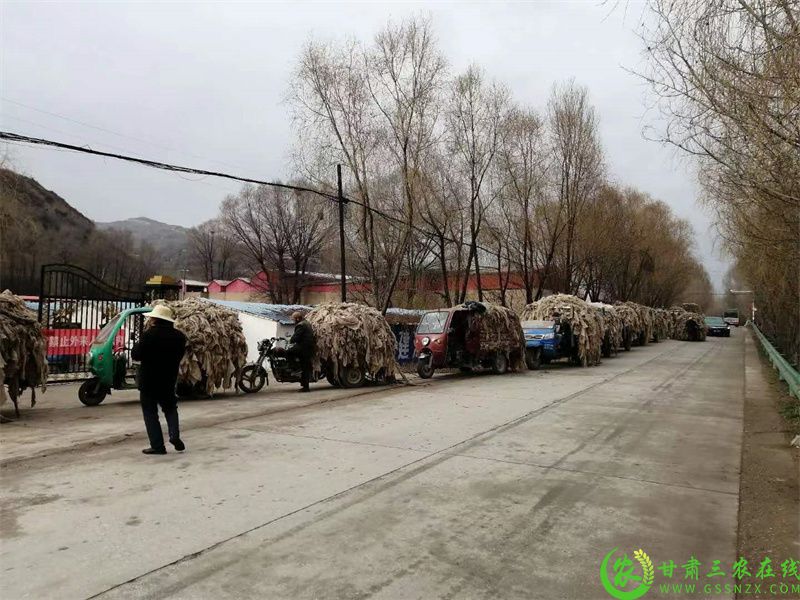 群众自觉排队等候送缴废旧地膜.jpg