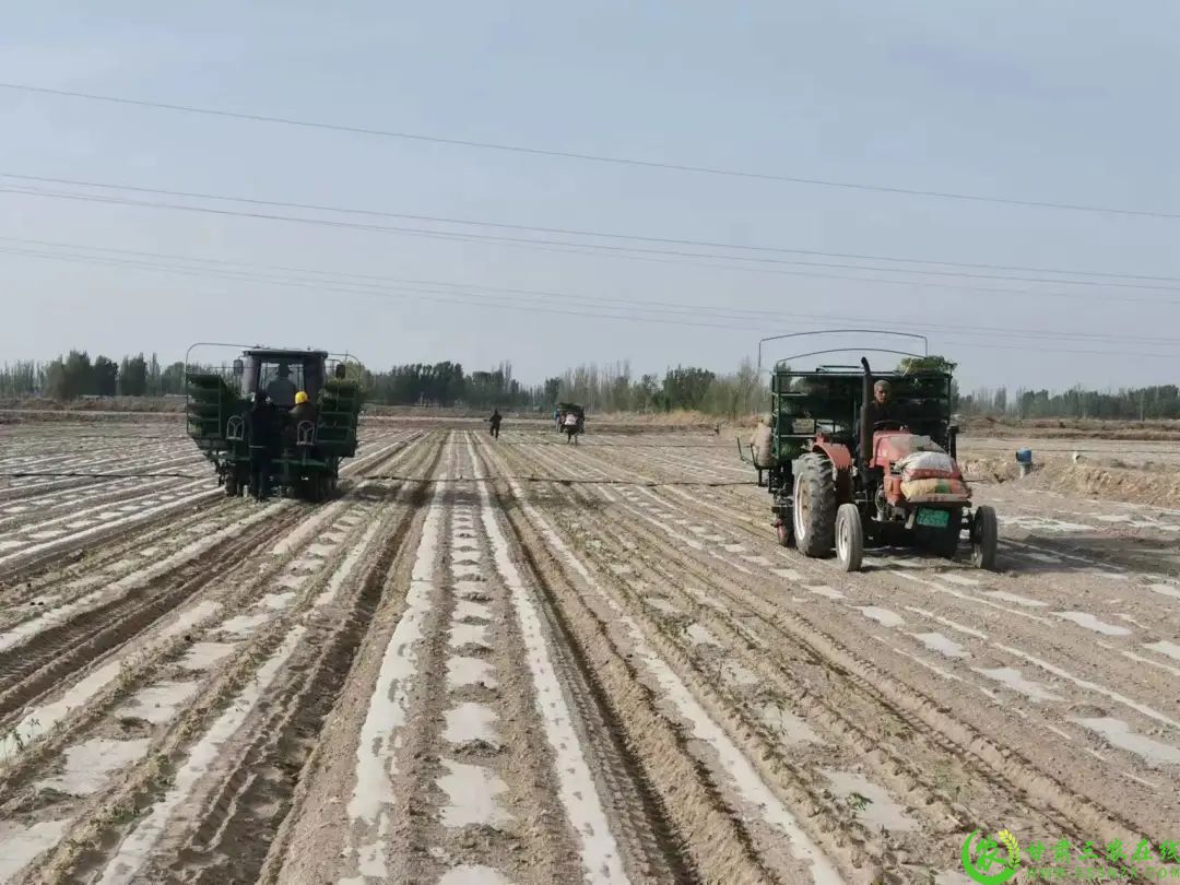 瓜州县瓜州镇三工村无公害番茄种植基地1.jpg