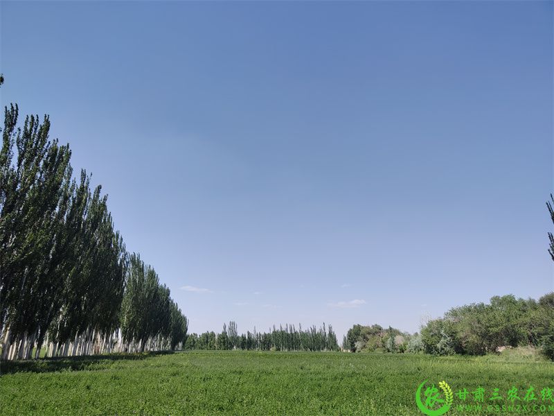 图为布隆吉乡九下村土地流转项目.jpg