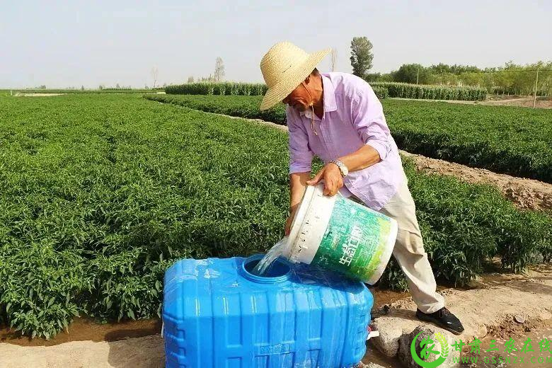 瓜州县西湖镇向阳村间作复种辣椒示范基地，村民们正忙着为辣椒施肥.png