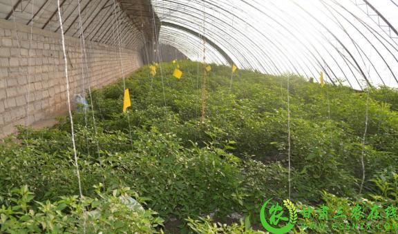 瓜州县广至藏族乡卓尼种植农民专业合作社的毛辣子种植大棚.jpg