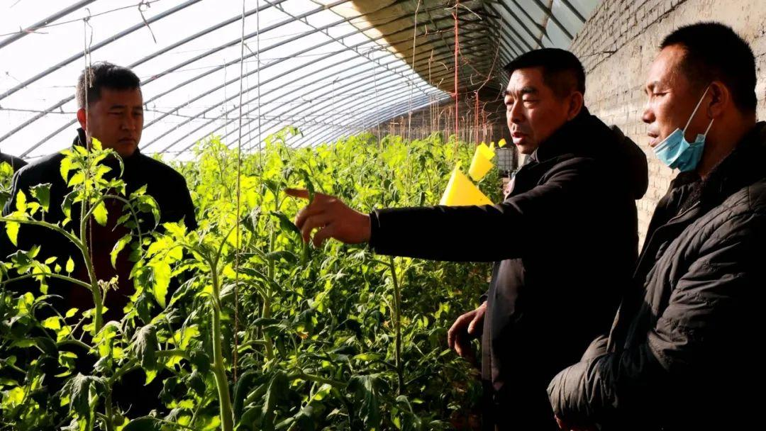 瓜州县梁湖乡岷州村高新农业示范园区，技术人员并就瓜果蔬菜的科学种植、病虫害防治等进行详细讲解.jpg