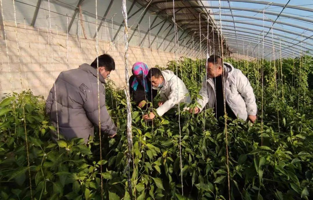 农业技术人员深入田间地头，指导农户及时做好防寒抗冻防范应对.jpg