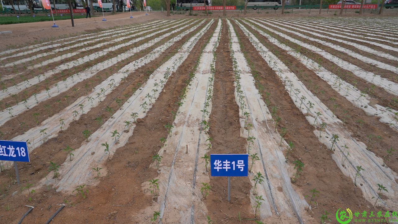 C1356T01.JPG
