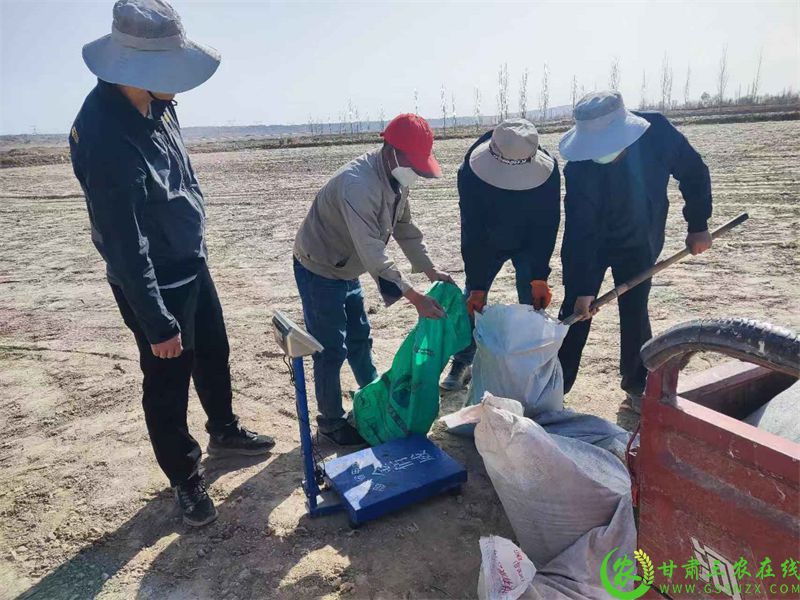 29期-瓜州：农技人员深入田间地头扎实开展田间试验-2.jpg