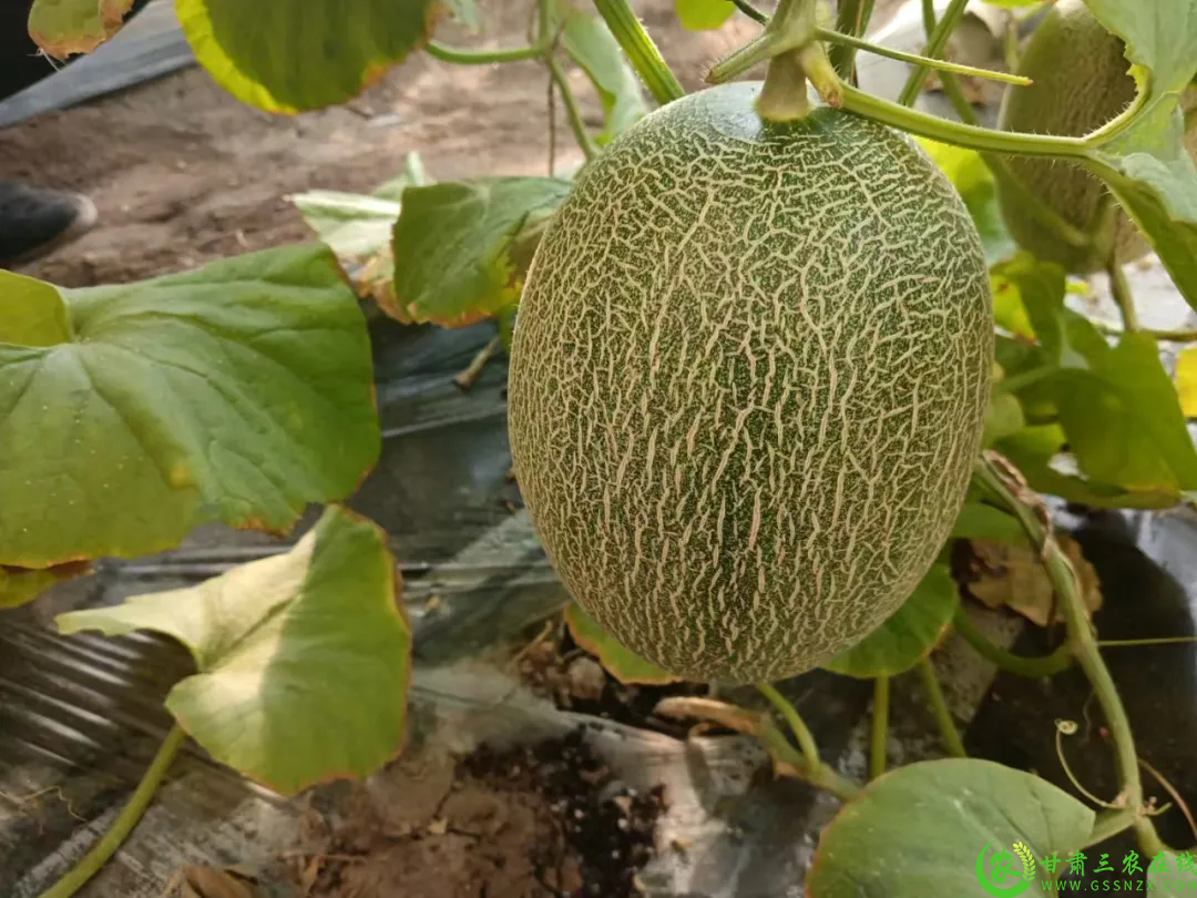 在瓜州县梁湖乡雁湖村蜜瓜种植户杜更生家的温室大棚里，一个个绿油油的蜜瓜挂在藤蔓之间，一片喜人的丰收景象.png
