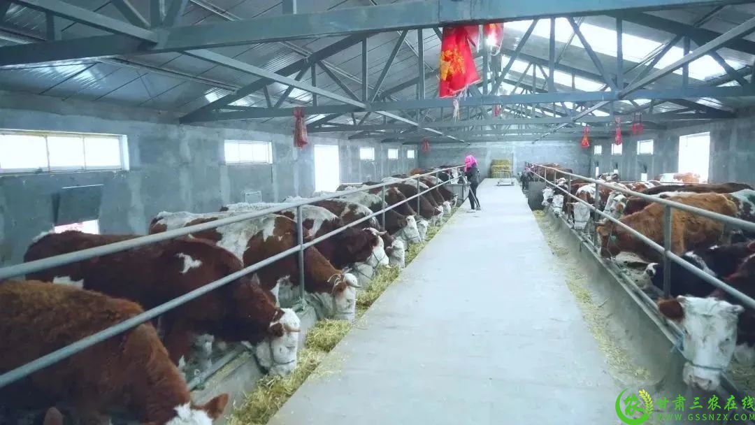 舍饲喂养.jpg