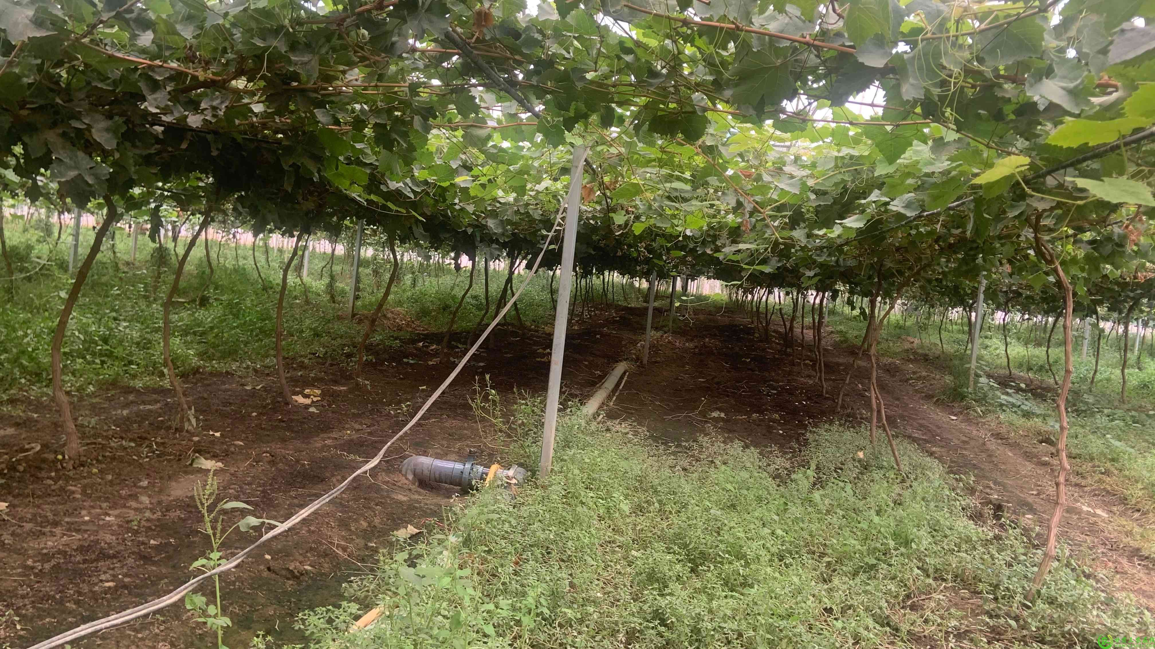 敦煌市佳涛种植家庭农场空中滴灌喷淋项目(1).jpg
