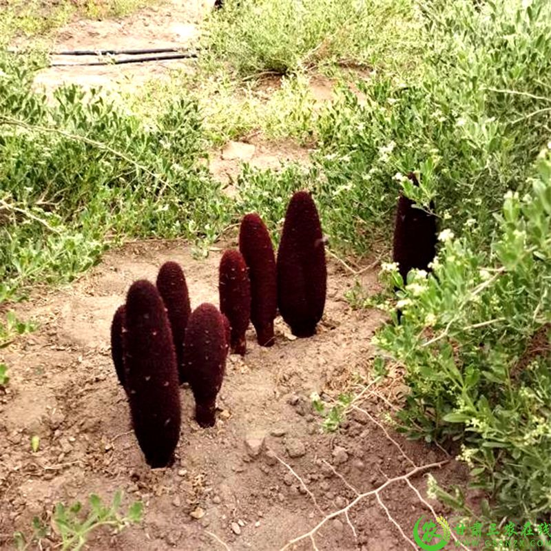 9.梭梭嫁接长出的肉苁蓉.jpg