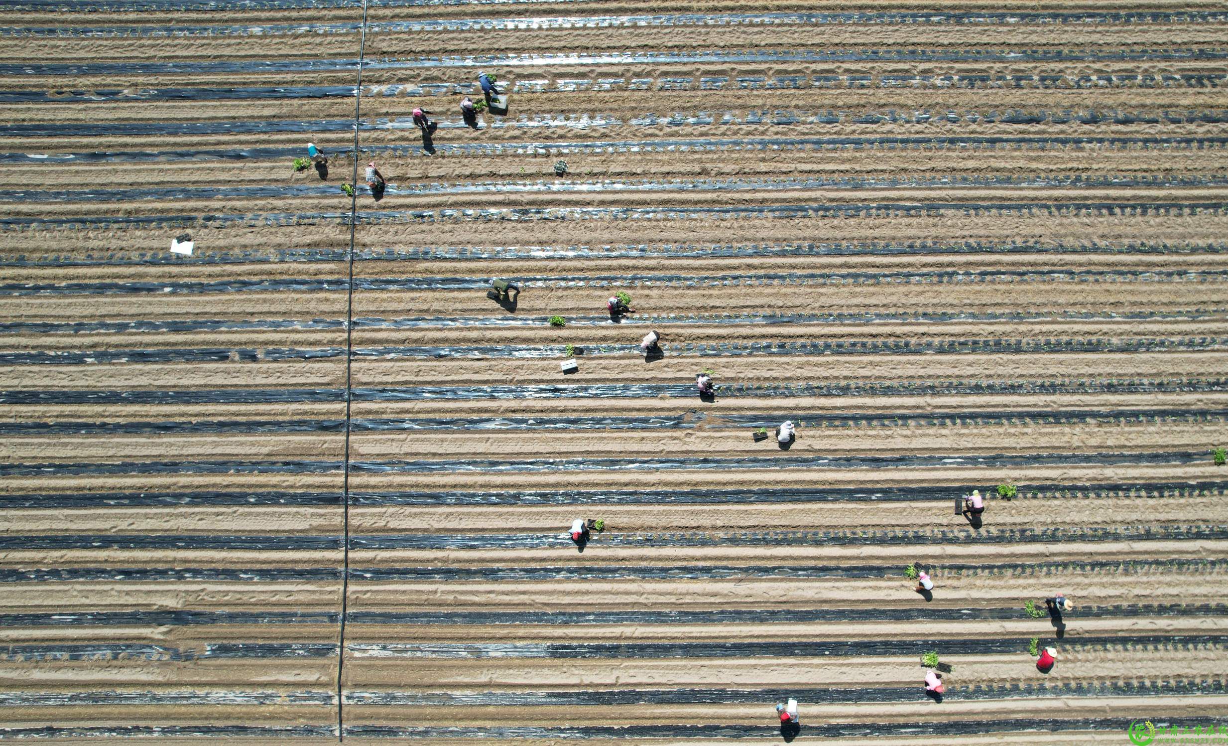 DJI_0244(1).jpg