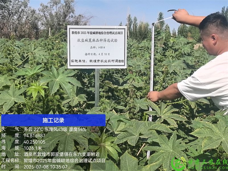 郭家堡镇重度盐碱区蓖麻长势4.jpg