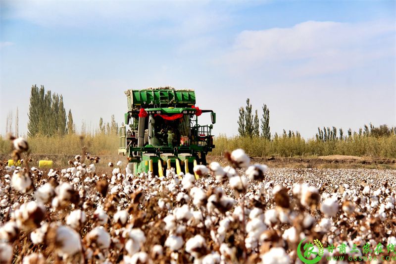 郭家堡镇采棉机在高标田中作业.JPG
