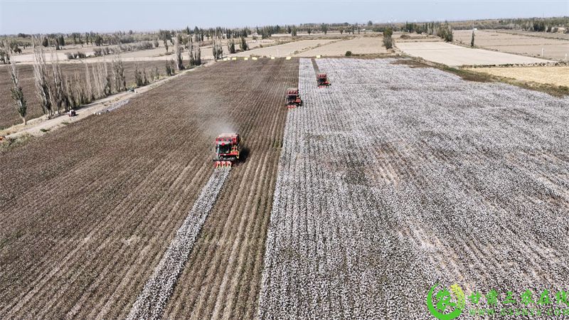 图片1 瓜州县瓜州镇瓜州村机采棉基地 大型采棉机开足马力采棉1.jpg