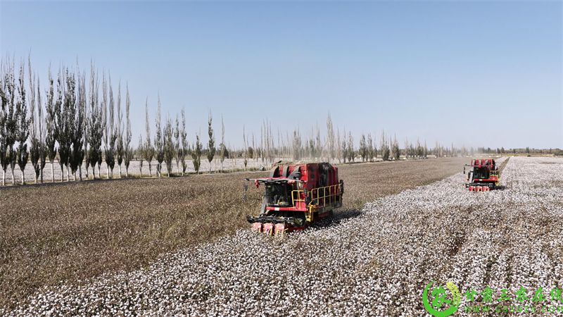 图片2 瓜州县瓜州镇瓜州村机采棉基地 大型采棉机开足马力采棉2.jpg