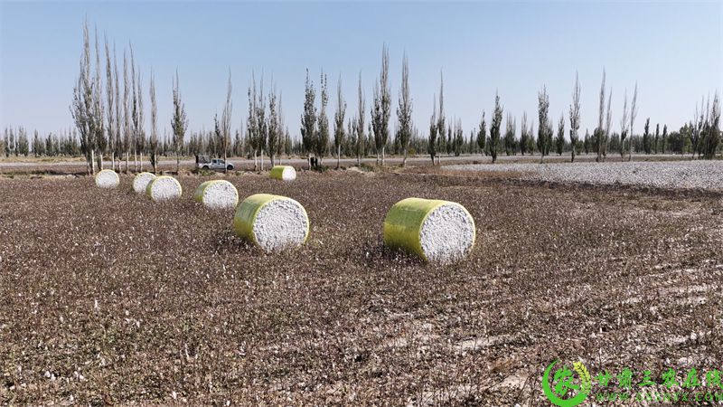 图片3 瓜州县瓜州镇瓜州村机采棉基地 大型采棉机开足马力采棉3.jpg