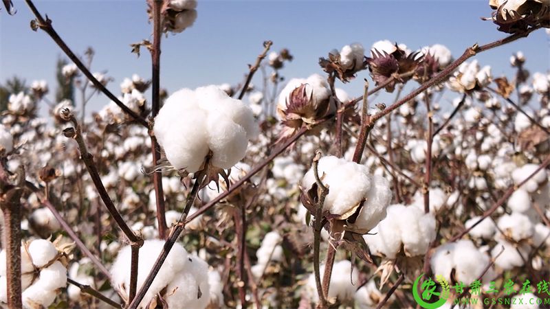图片4 瓜州县瓜州镇瓜州村机采棉基地 洁白柔软的棉花争相吐絮.jpg