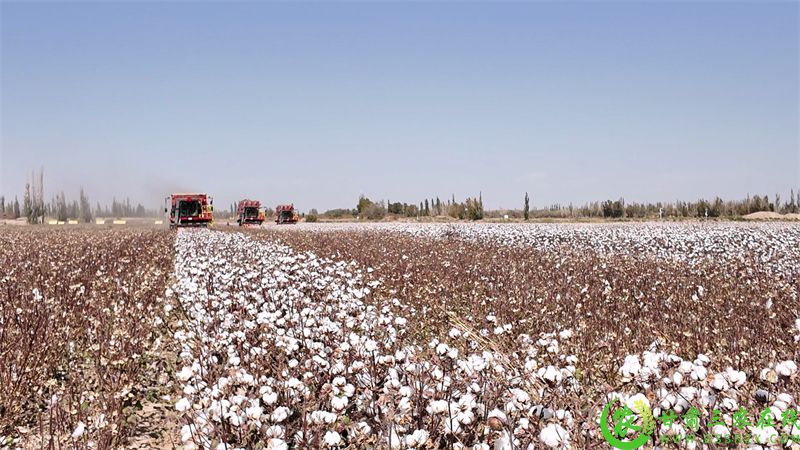 图片5 瓜州县瓜州镇瓜州村机采棉基地 大型采棉机开足马力采棉4.jpg