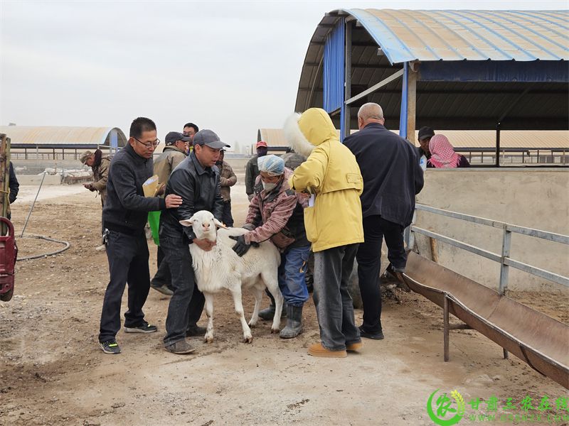 敦煌市：发放良种公羊 力促羊产业“畜”势腾飞 (11).jpg