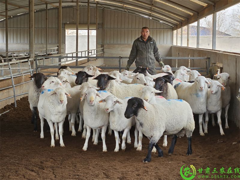 敦煌市：发放良种公羊 力促羊产业“畜”势腾飞 (2).jpg