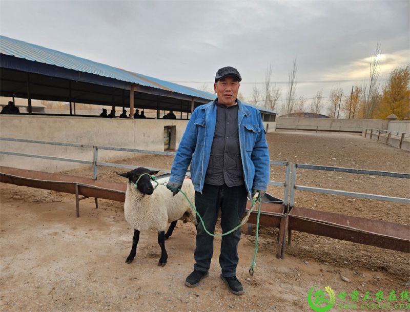 敦煌市：发放良种公羊 力促羊产业“畜”势腾飞 (5).jpg