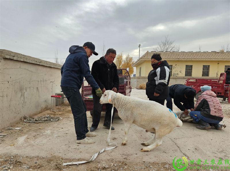 敦煌市：发放良种公羊 力促羊产业“畜”势腾飞 (6).jpg