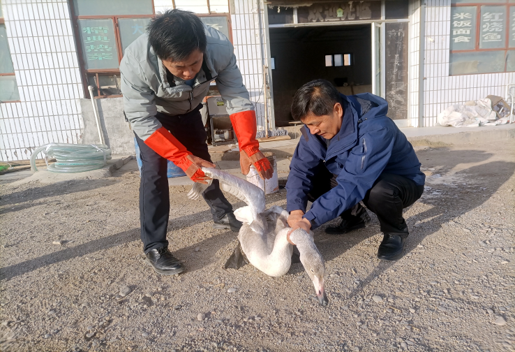 图片2  救护大天鹅.png