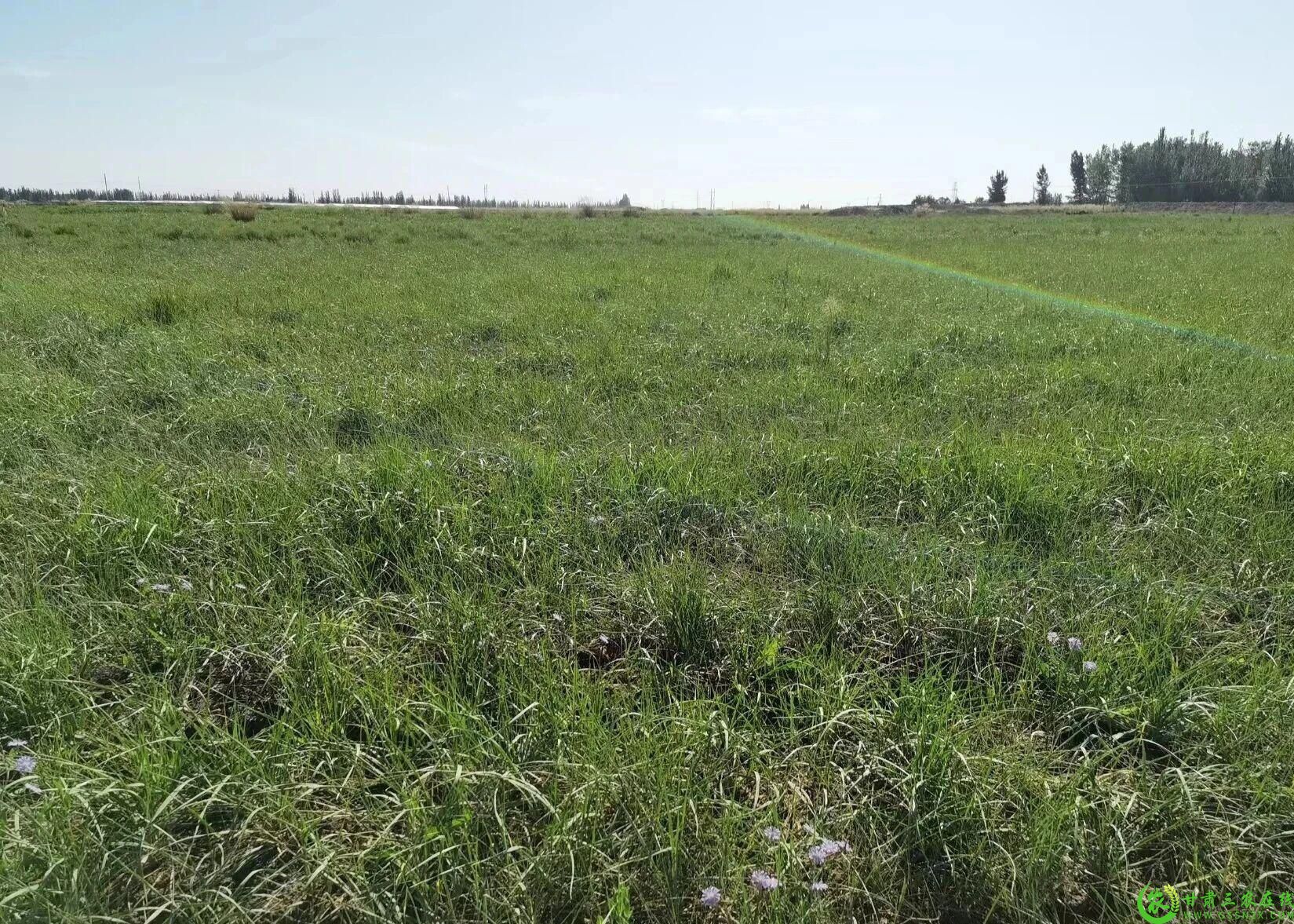 图片5  草原生态修复良好  综合盖度提升.jpg