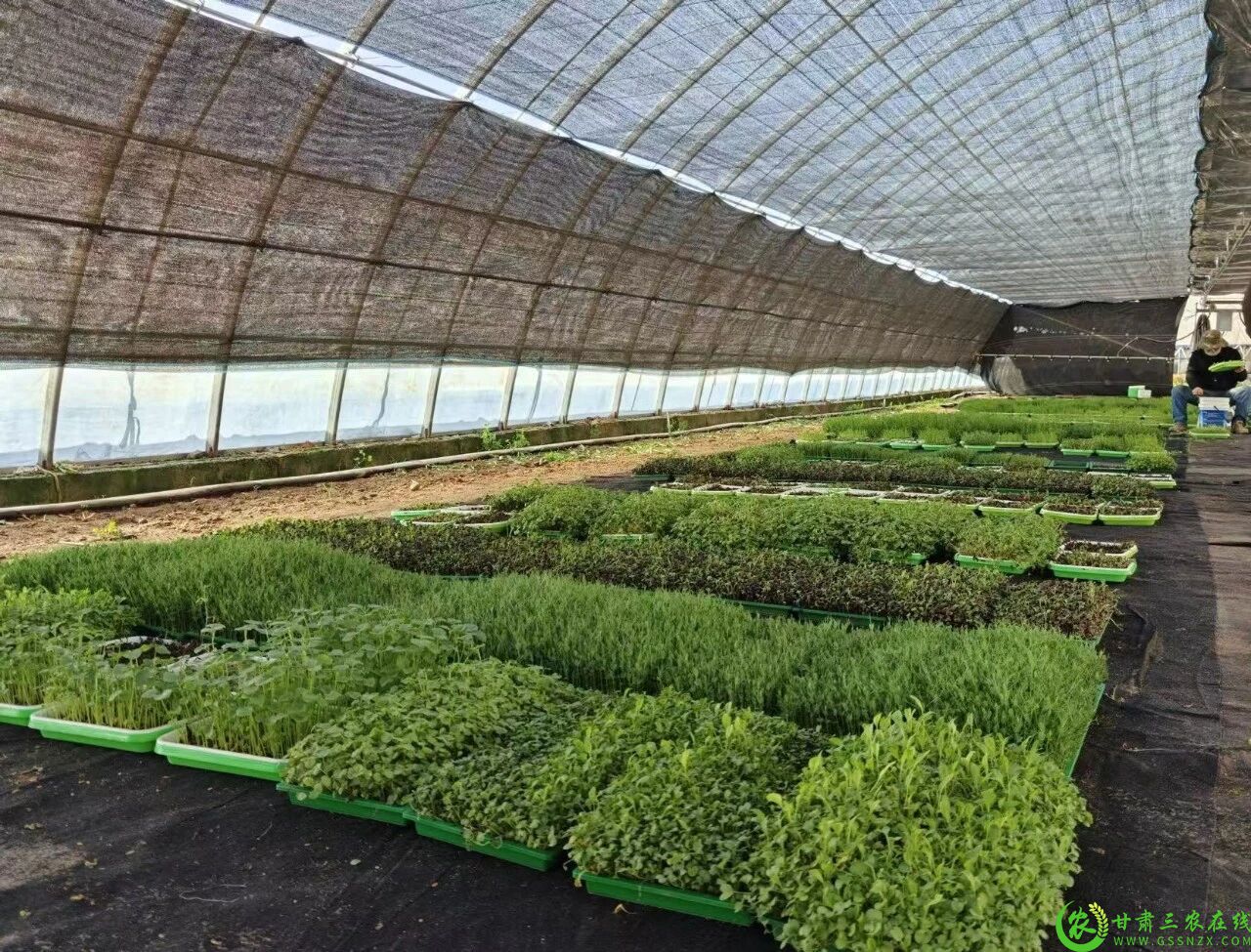 图片1 00后创业者赵锦畑种植的温室大棚1.jpg