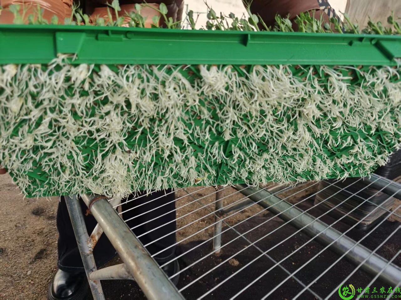 图片3 00后创业者赵锦畑温室大棚里培育了的芽苗菜1.jpg