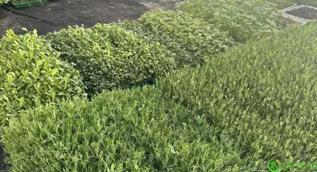 图片4 00后创业者赵锦畑温室大棚里培育了的芽苗菜2.jpg