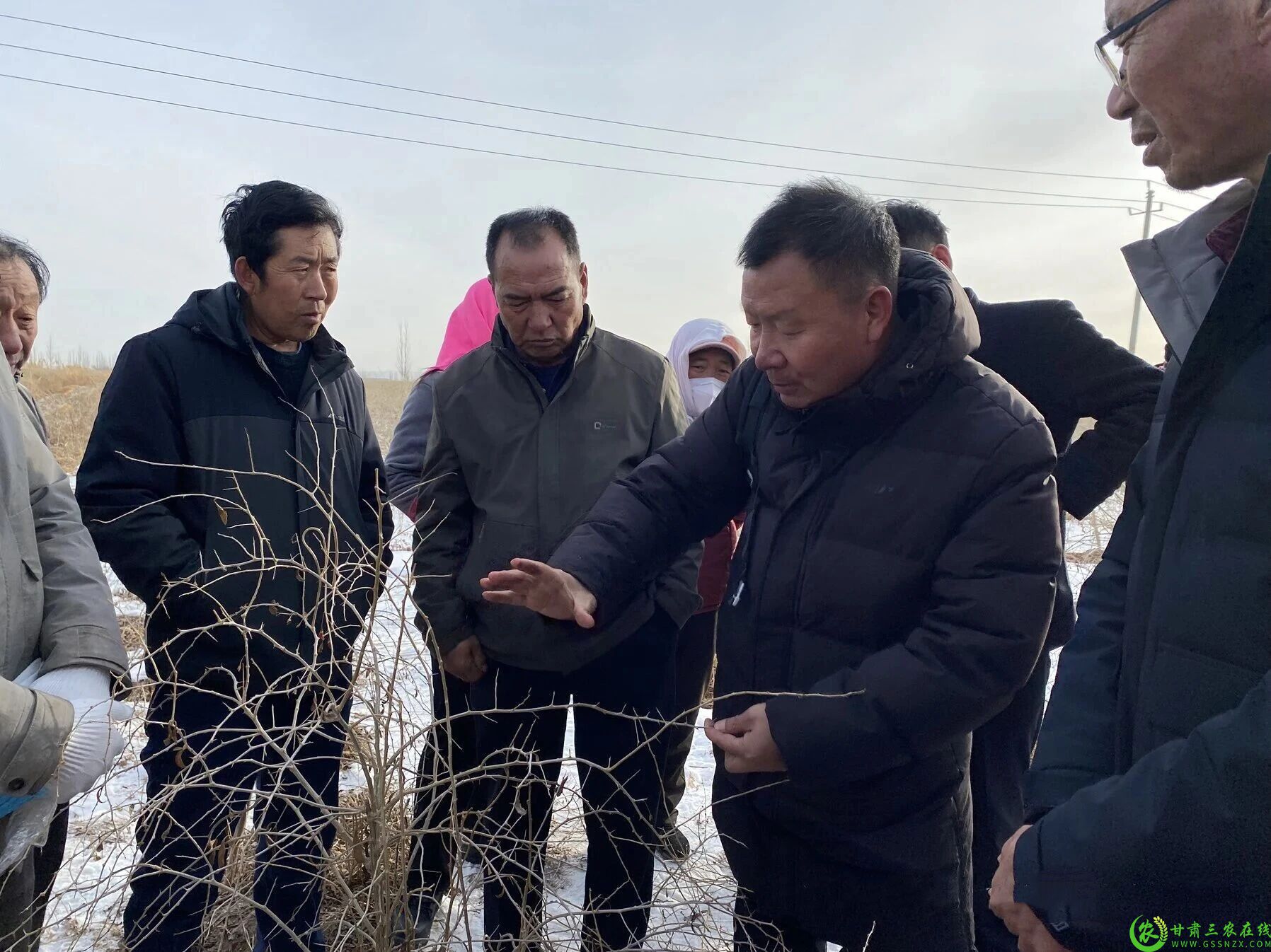 图片2  瓜州县组织专家团队深入主要枸杞产区现场指导枸杞修剪工作2.jpg