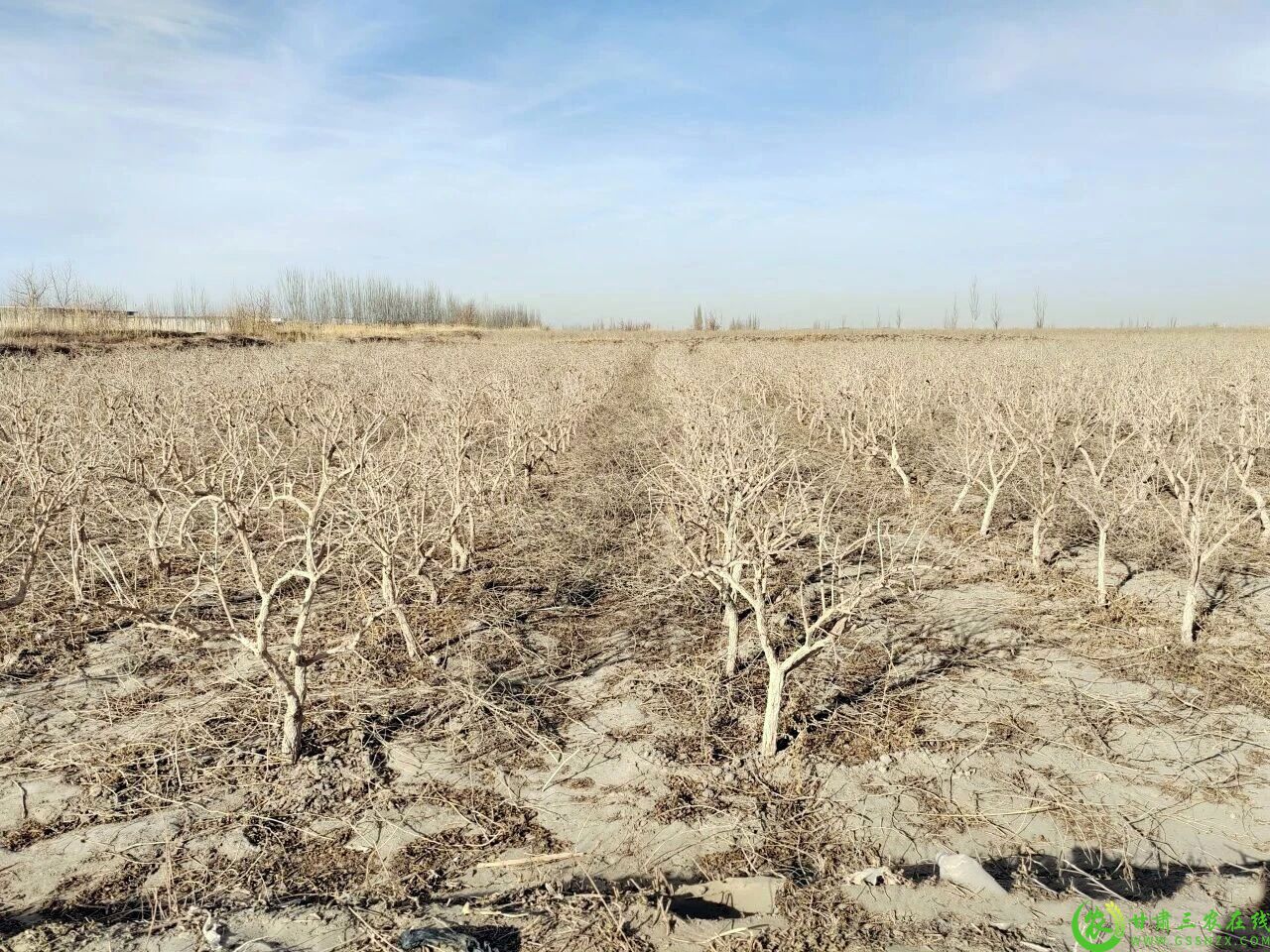 图片4  标准化修剪后的枸杞地.jpg