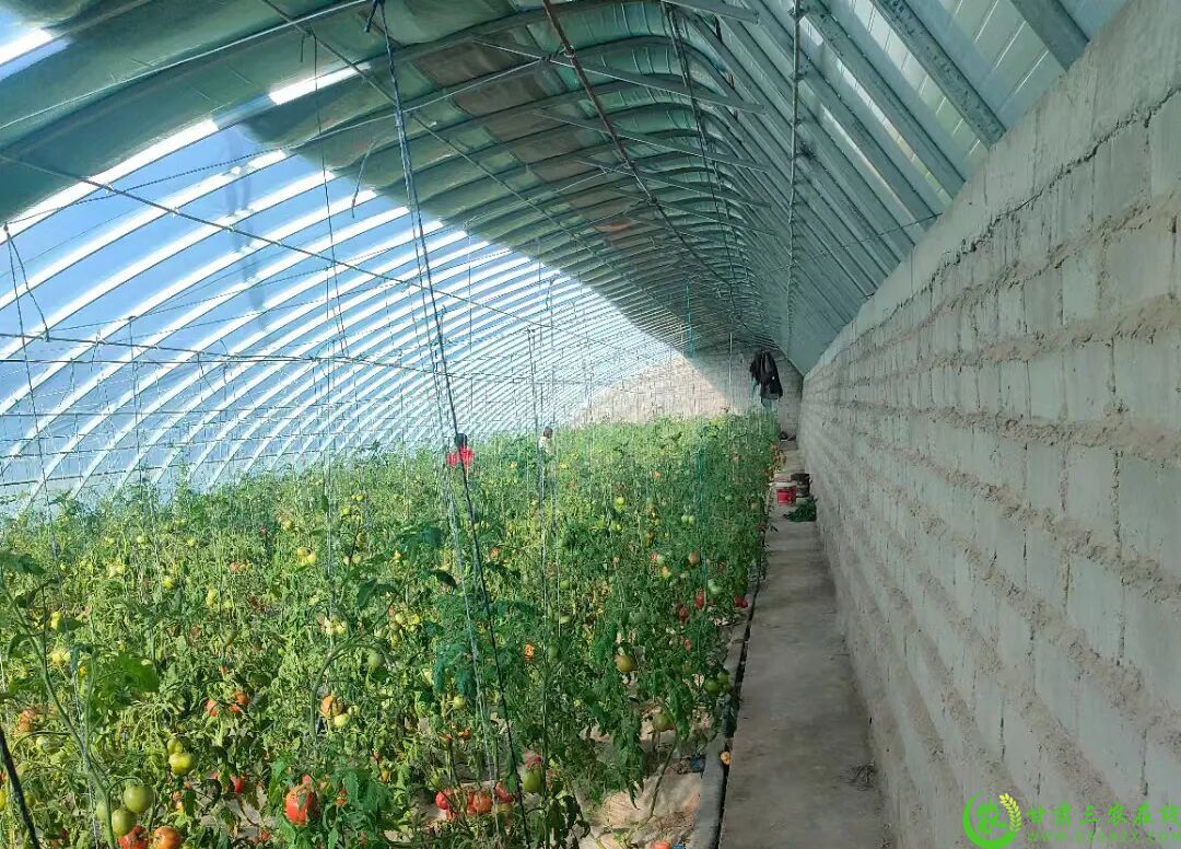 腰站子东乡族镇辉铜村的西红柿种植温室大棚.jpg