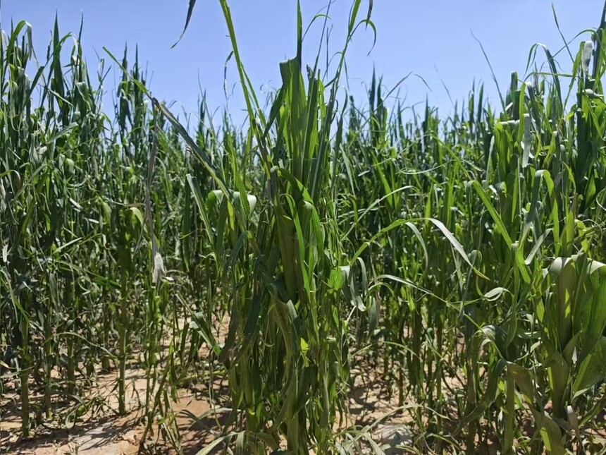 1751334131988123.jpg 微信图片_20250701094125.jpg