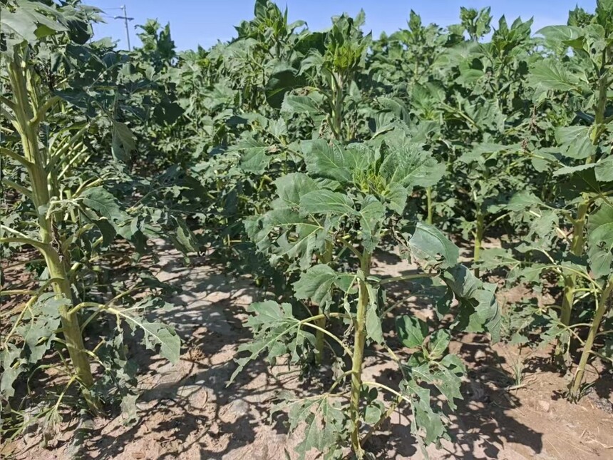 1751334142280447.jpg 微信图片_20250701094124.jpg