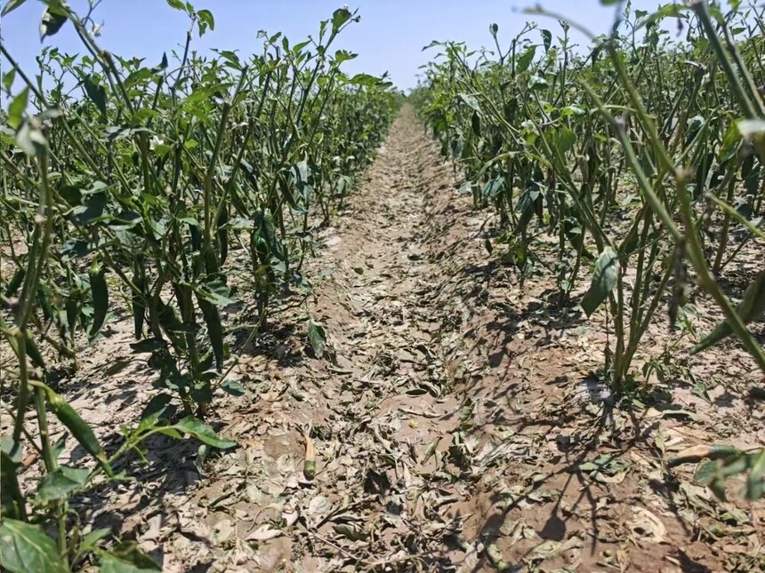 1751334186861950.jpg 微信图片_202507010941241.jpg