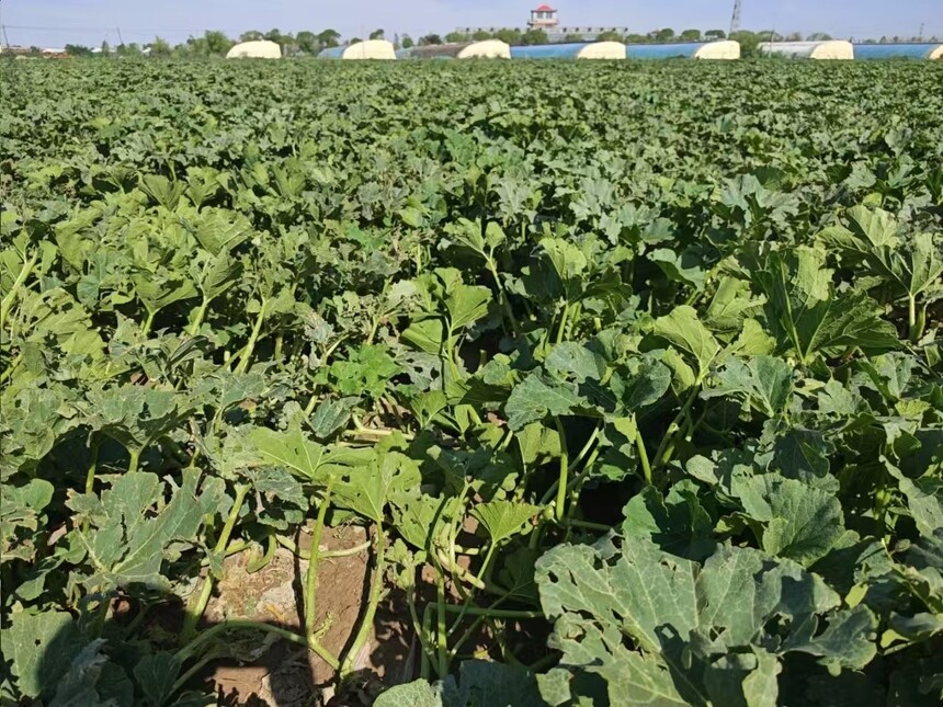 1751334212507789.jpg 微信图片_20250701094123.jpg